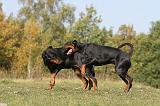 DOBERMANN 378